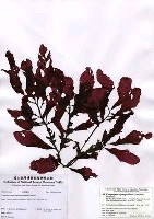 藏品(Congregatocarpus pacificus (Yamada) Mikami)的圖片